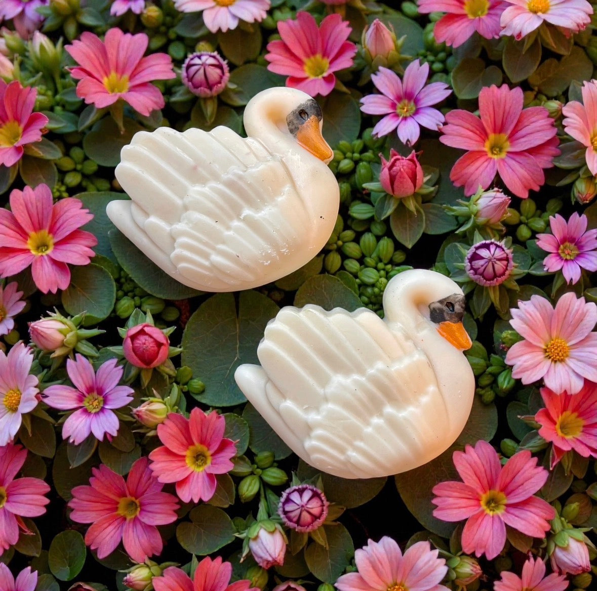 Pink grapefruit and vanilla swan